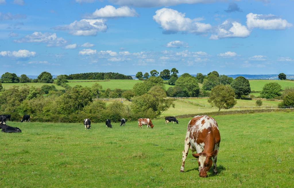 Аграрії, які утримують корів або обробляють угіддя, можуть отримати бюджетну підтримку