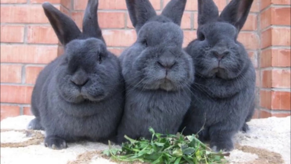 Ветеринарная сторона разведения кроликов.jpg