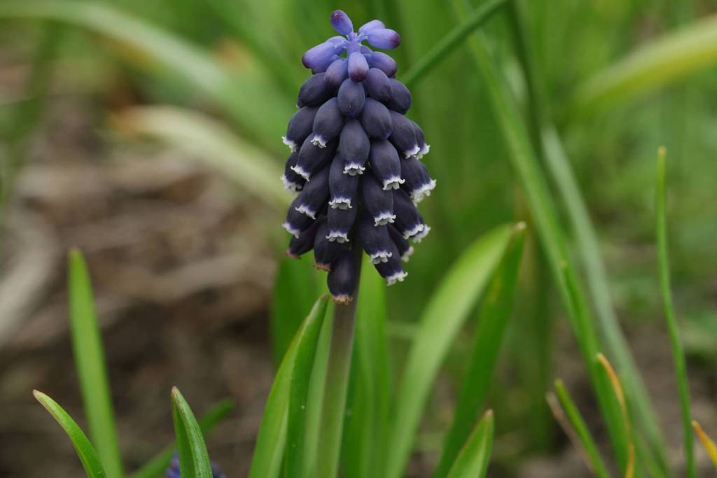 Muscari neglectum