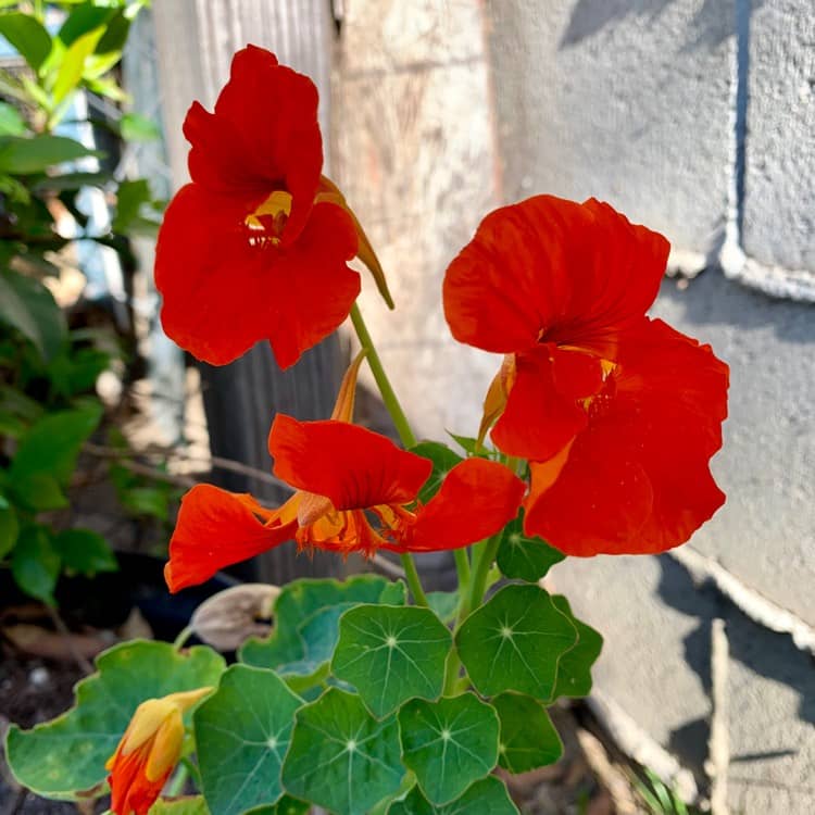 Tropaeolum lobbianum Spitfire