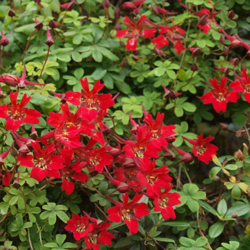 Tropaeolum speciosum