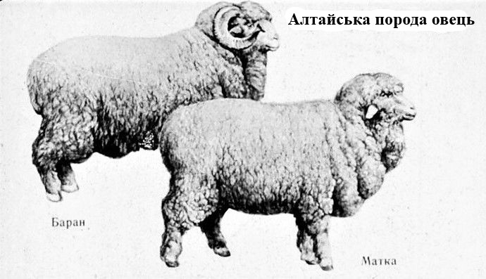 Алтайські вівці