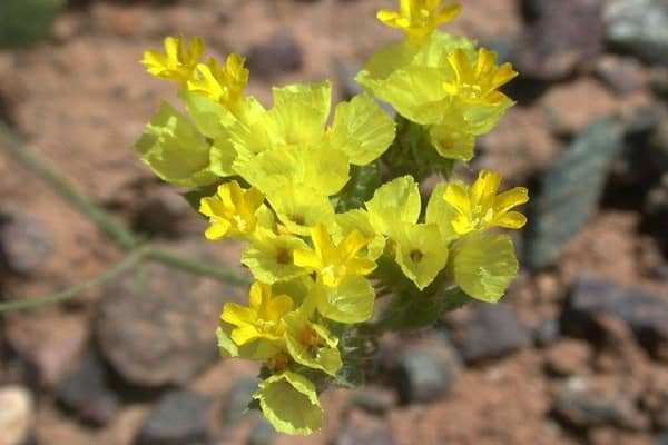 Limonium bonduellii