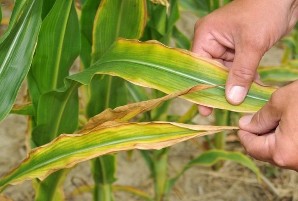 Нехватка азота у кукурузы