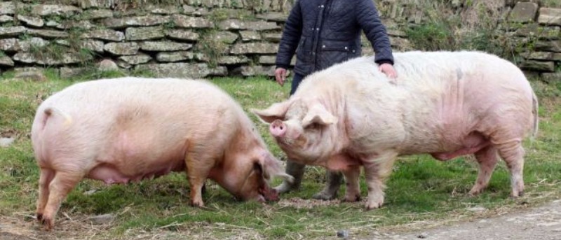 Отримання потомства у свиней