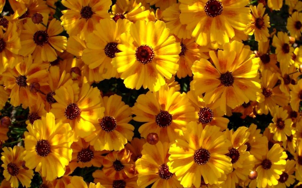 Coreopsis drummondii