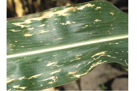 Бактериальное увядание на кукурузном листе