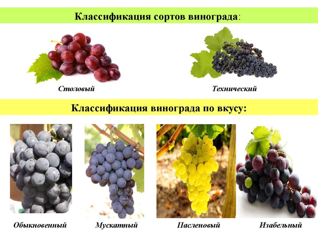 Виноград столово технический. Классификация винограда по сортам. Классификация винограда для вина. Различия сортов винограда.