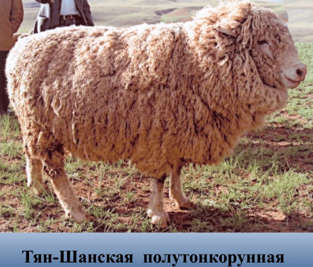 Вівця тянь-шаньської породи