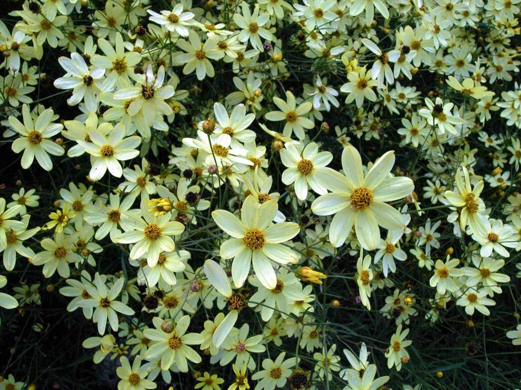 Coreopsis verticillata Moonbeam