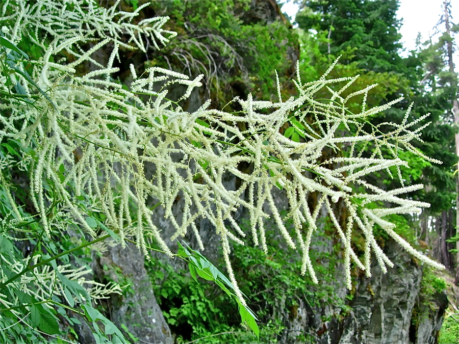 Aruncus acuminatus