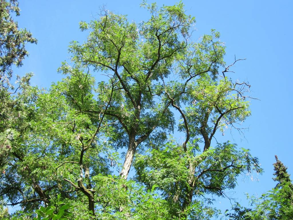 Робиния ложноакациевая или белая акация (Robinia pseudoacacia)