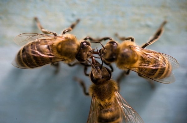 Робочі бджоли 