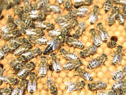 Матка і особини сім’ї бджіл типу «Вучківський»