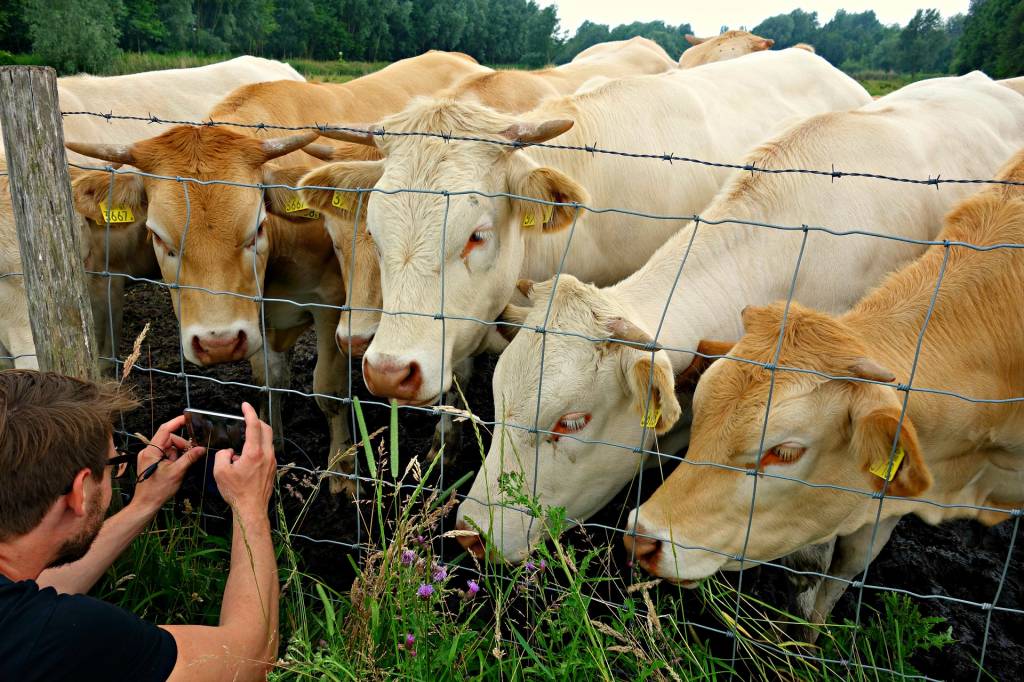 Корови цікавляться людьми не менше, ніж люди - коровами