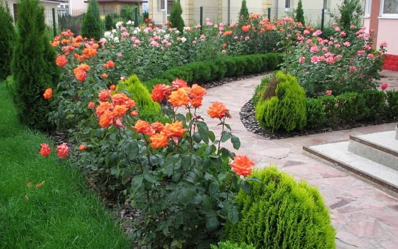 Садовые розы на дачном участке