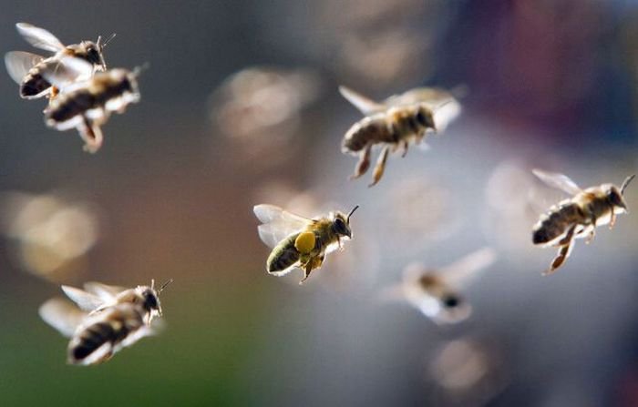 Пчелы на медосборе.jpg