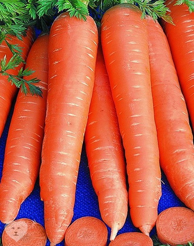 Морковь сорта Вита Лонга.jpg