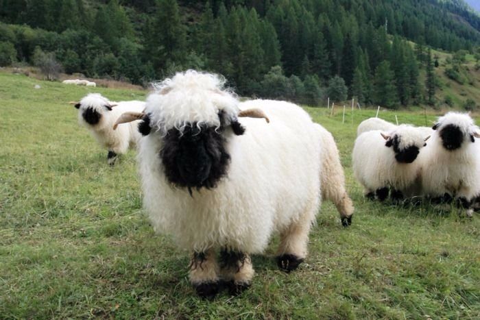 Куйбишевські вівці