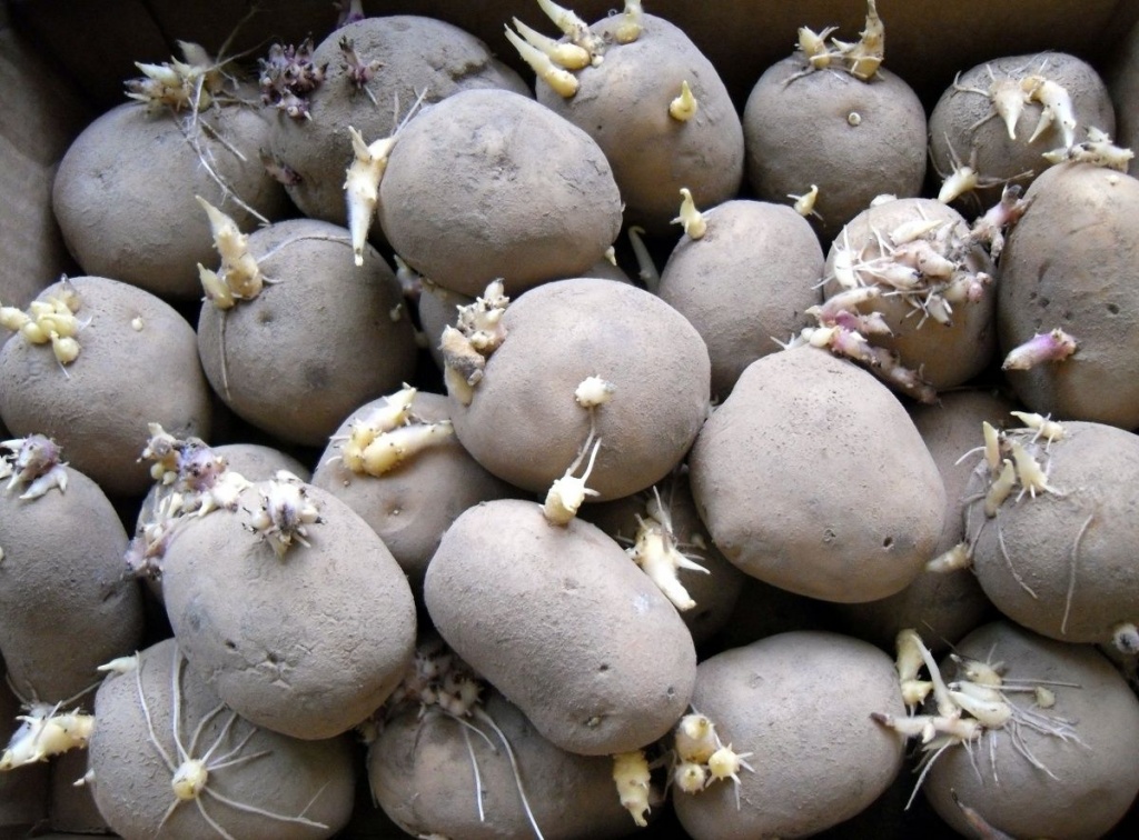 Проращивание семенного картофеля