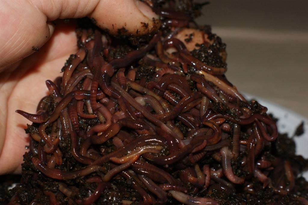 Как разводить калифорнийские черви в домашних условиях