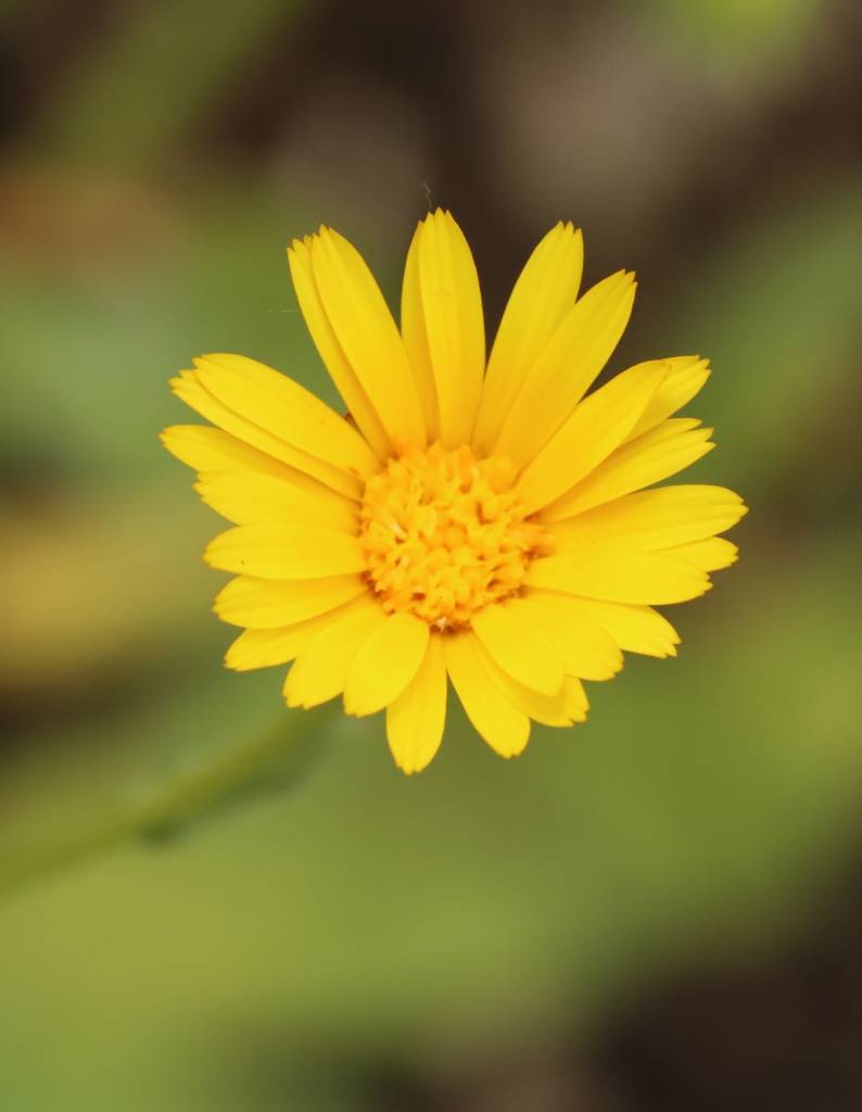 Calendula arvensis