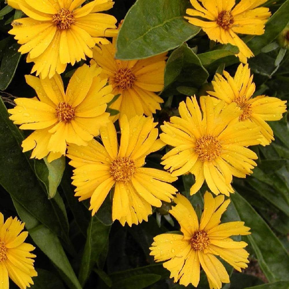 Coreopsis lanceolata Goldfink