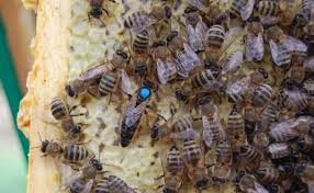 Бджоли лінії тройзек