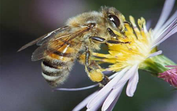 Дальневосточная порода пчел.jpg