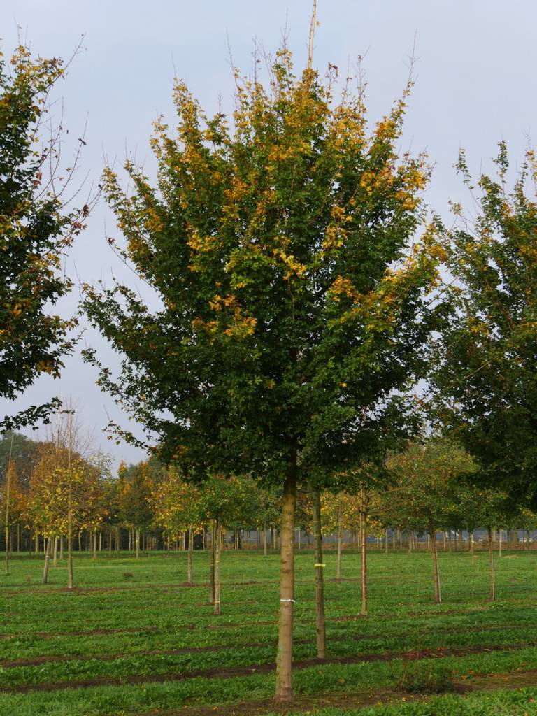 Acer campestre Elsrijk