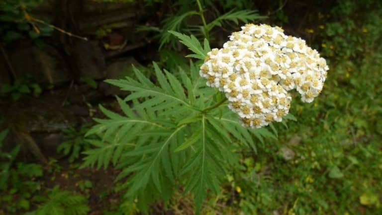 Pyrethrum macrophyllum