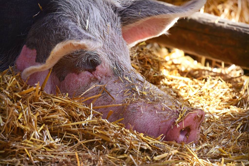 Зниження собівартості свинини допоможе відродити галузь свинарства