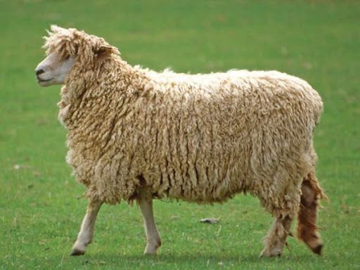 Лейстерська вівця