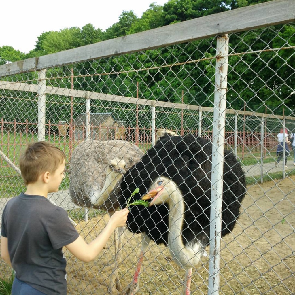 Экскурсия на страусиную ферму.jpg