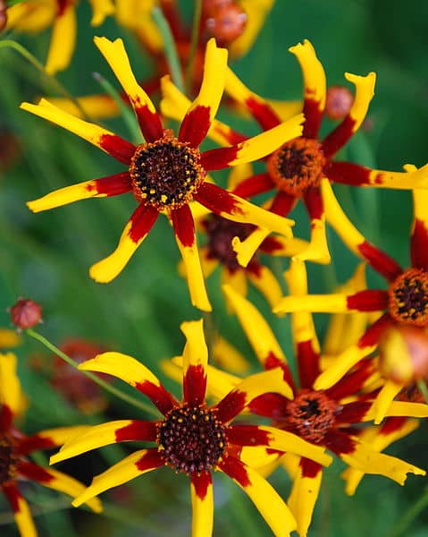 Coreopsis tinctoria Tiger Stripes