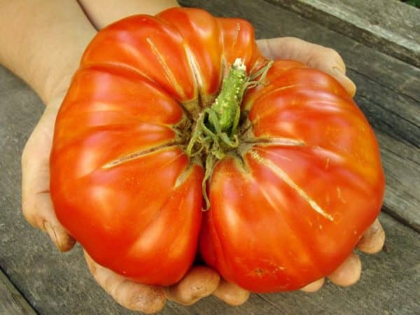 Деформированные плоды томатов
