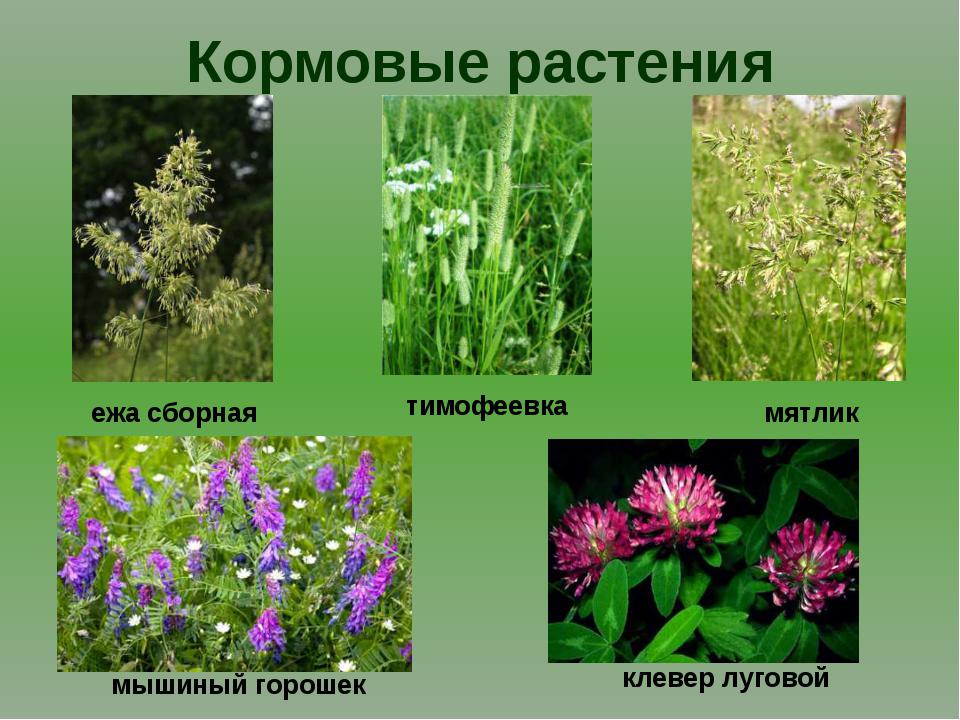 Комнатные травянистые растения фото и названия