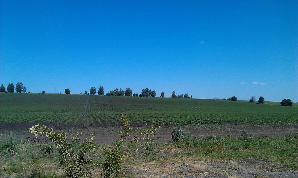 Картофельное поле с капельным поливом