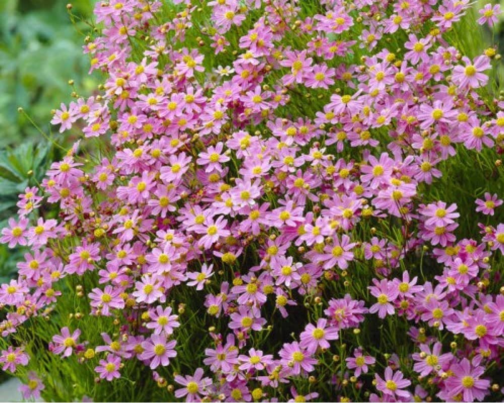 Coreopsis rosea American Dream