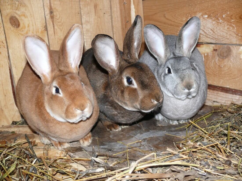 Кролики на даче.jpg