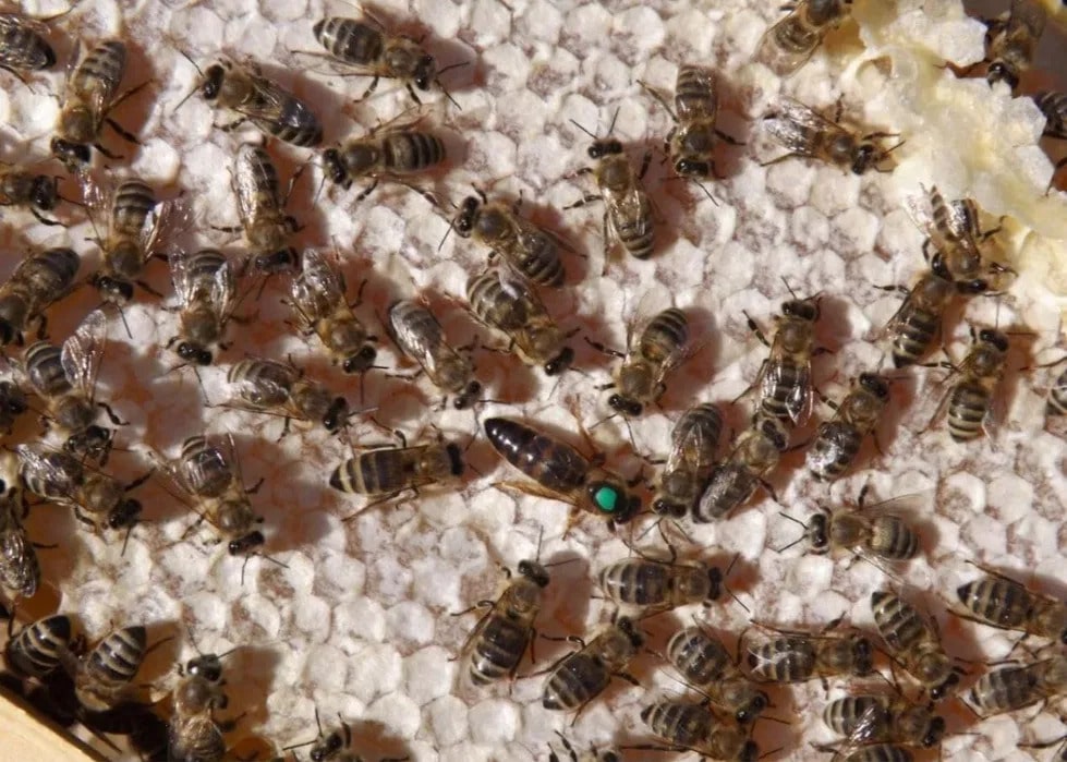 Пчелы линии скленар 