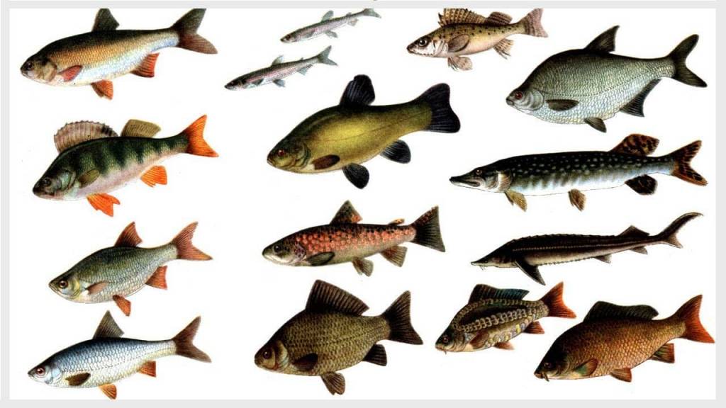 Пресноводные виды рыб