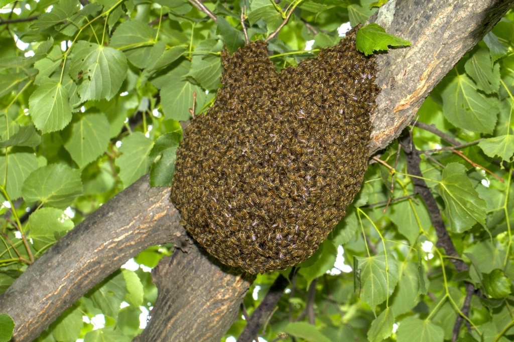 Пчелиный рой.jpg