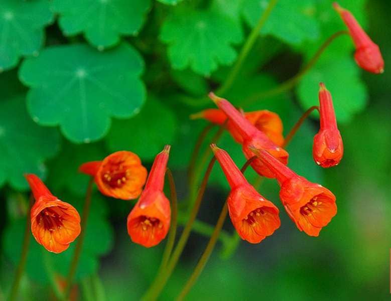 Tropaeolum Tuberosum