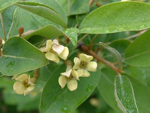 Гумі або маслинка багатоквіткова