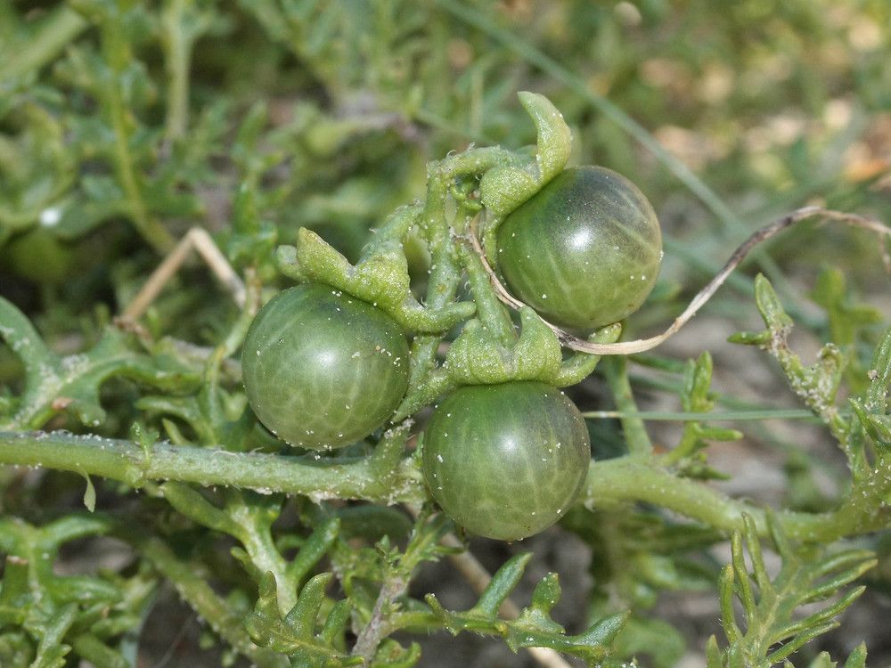 Solanum triflorum Nutt