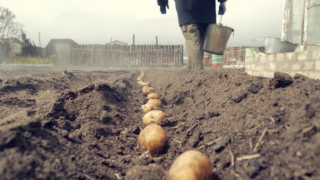 Садіння картоплі