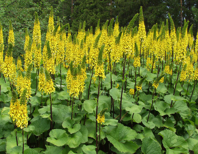 Ligularia sibirica