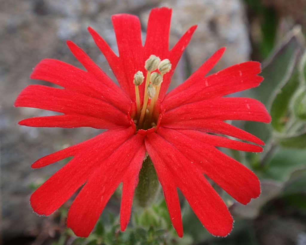 Silene californica