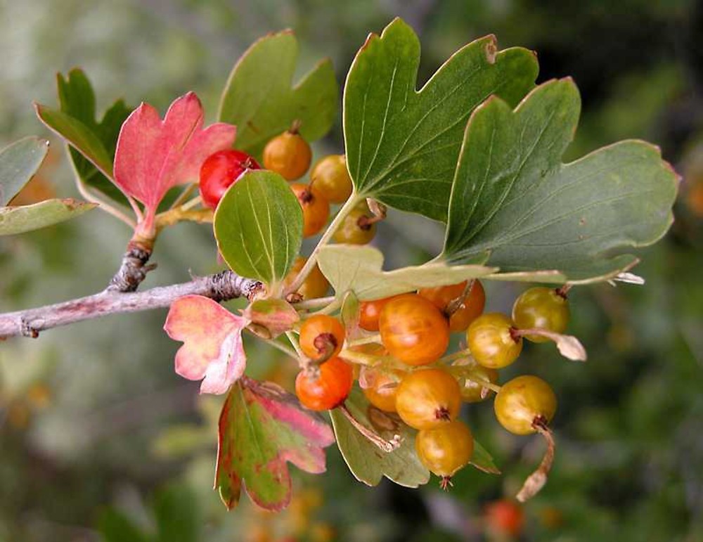 Ribes aureum